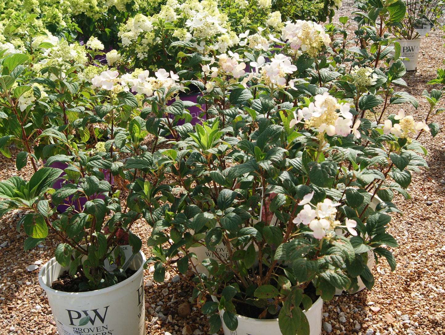 Hydrangea paniculata 'Little Quickfire'