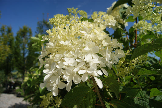 Hydrangea paniculata 'Phantom'