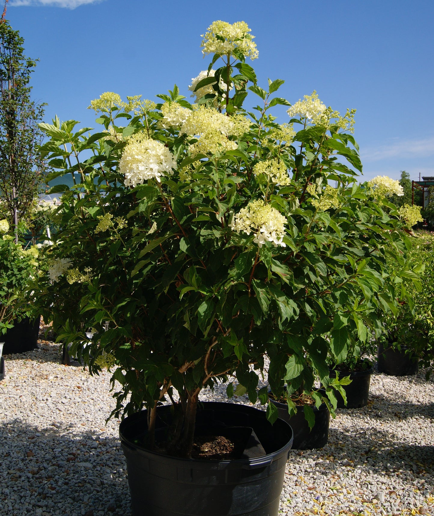 Hydrangea paniculata 'Phantom'