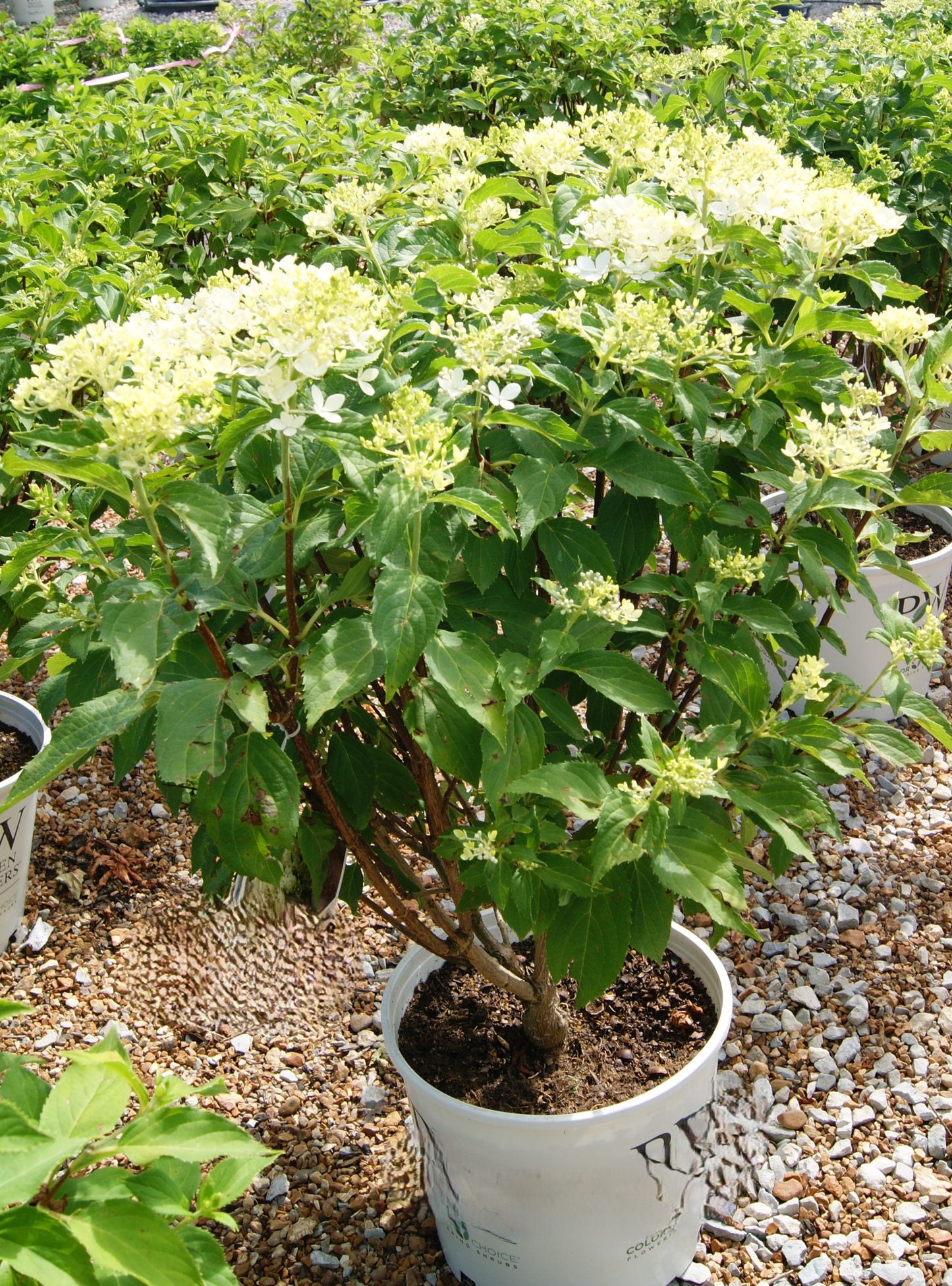 Hydrangea paniculata 'Puffer Fish'