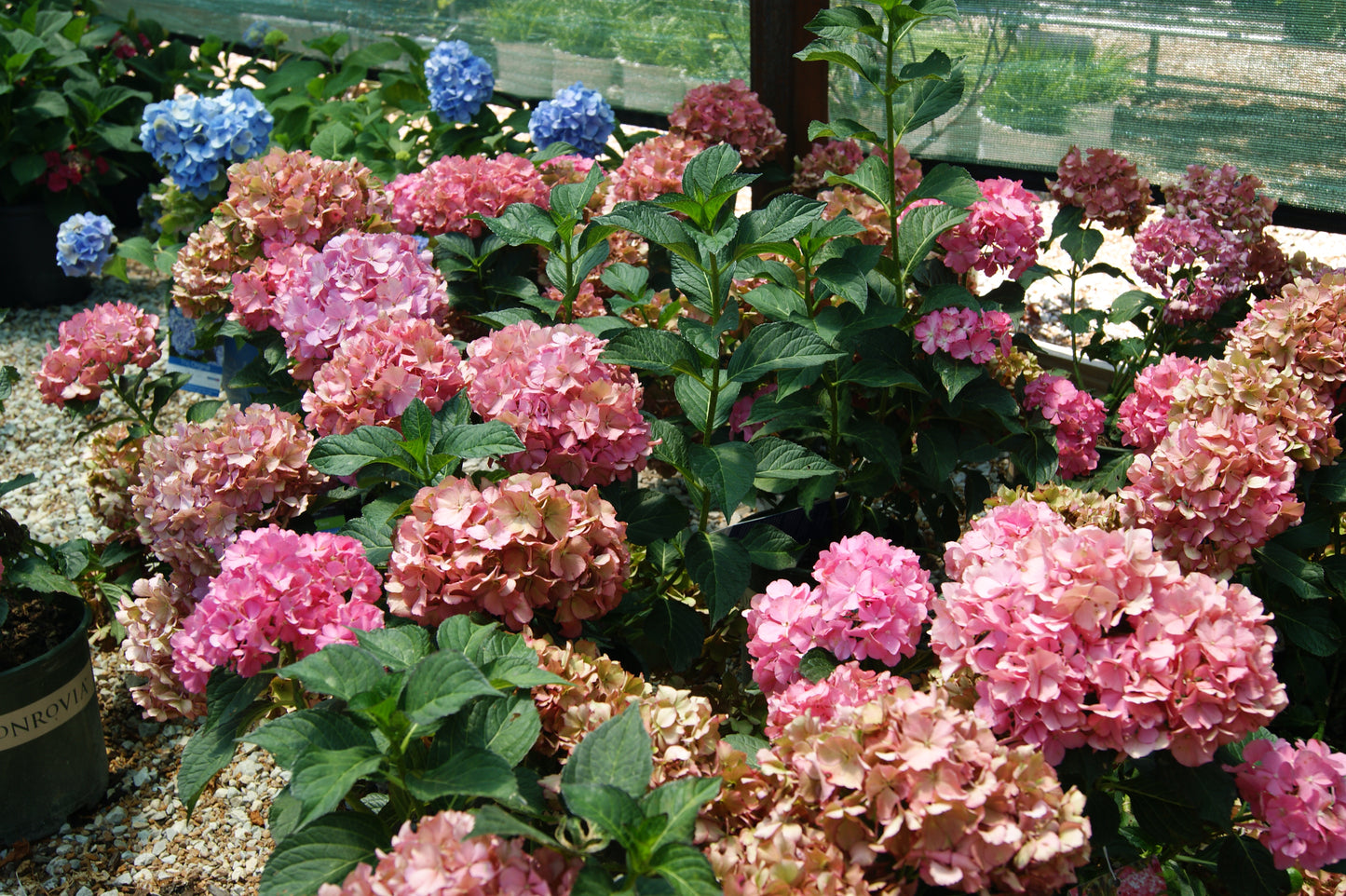 Hydrangea macrophylla 'SeaSide Hampton'