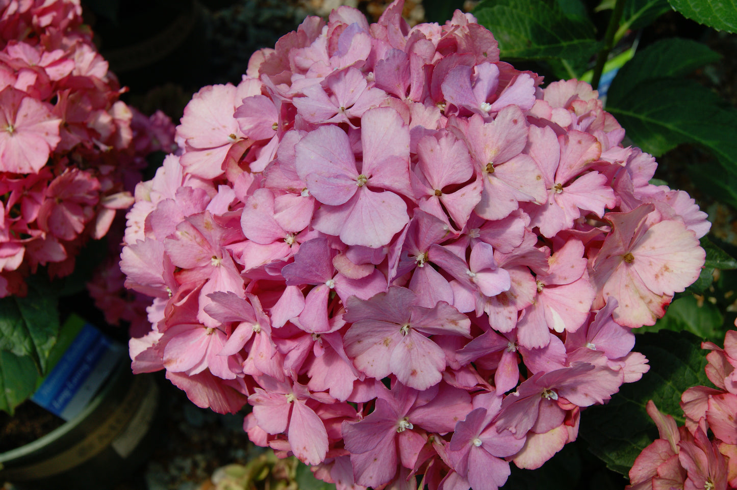 Hydrangea macrophylla 'SeaSide Hampton'