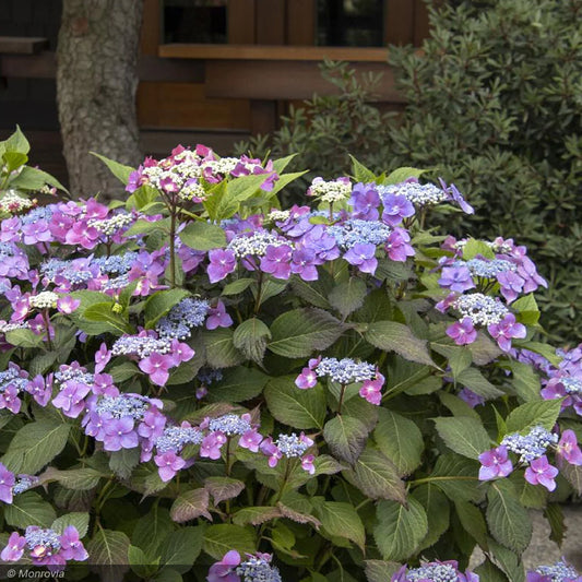 Hydrangea macrophylla 'Cape May'