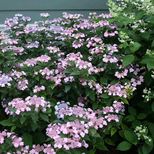 Hydrangea serrata 'Tiny Tuff Stuff'