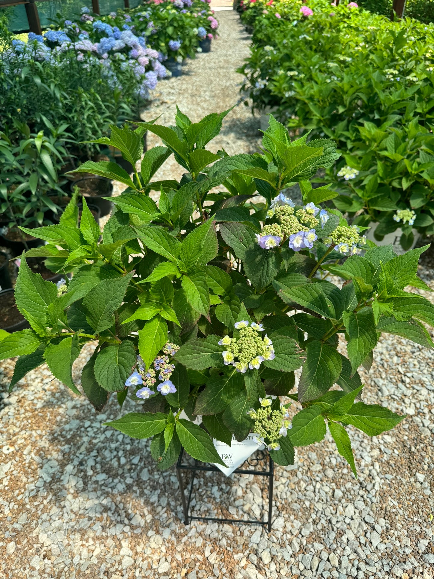 Hydrangea serrata 'Tuff Stuff'