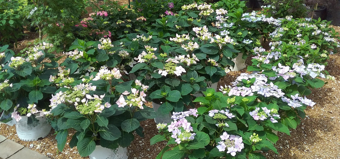 Hydrangea serrata 'Tuff Stuff Ah-Ha'