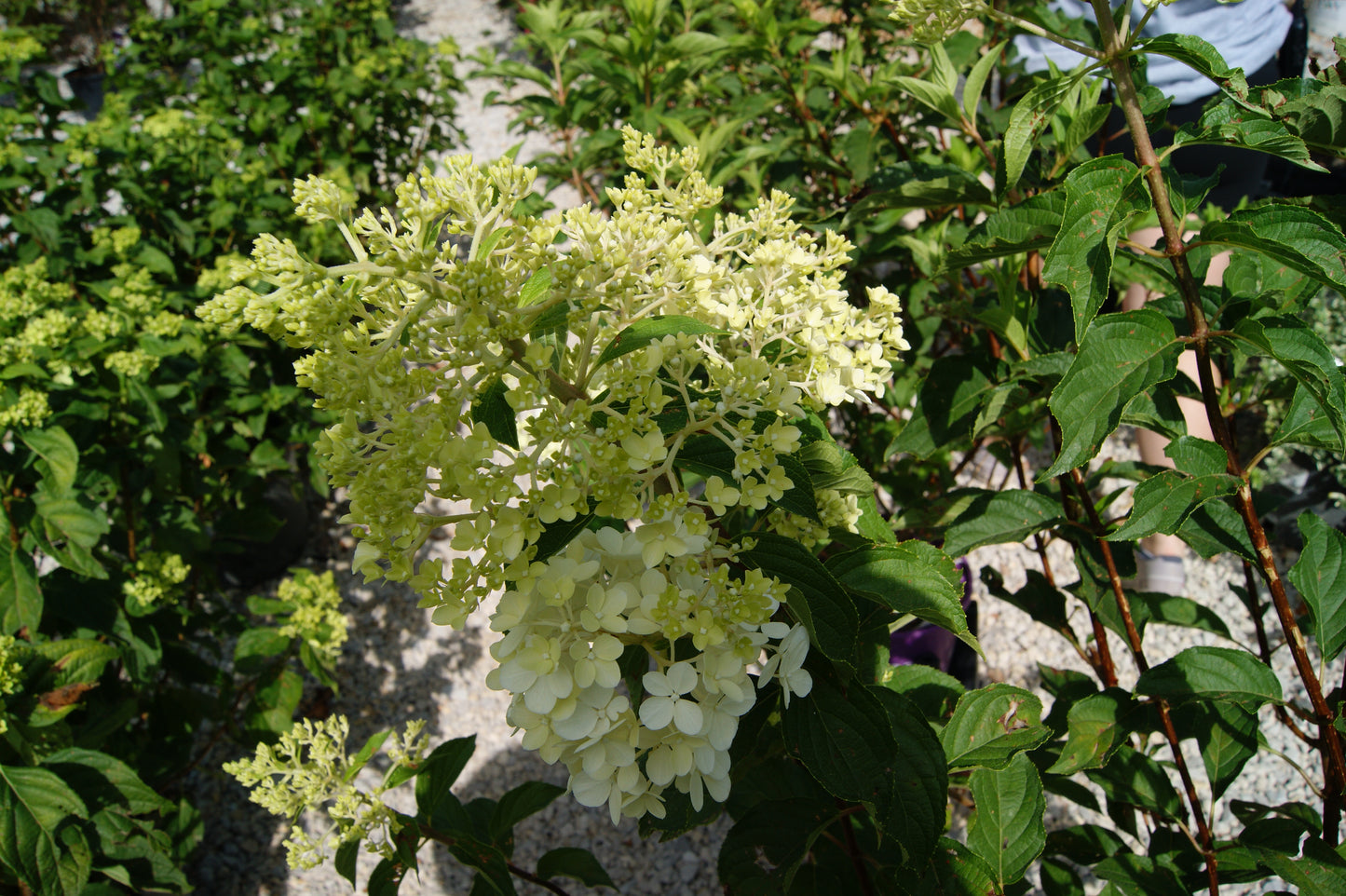 Hydrangea paniculata 'Vanilla Strawberry'