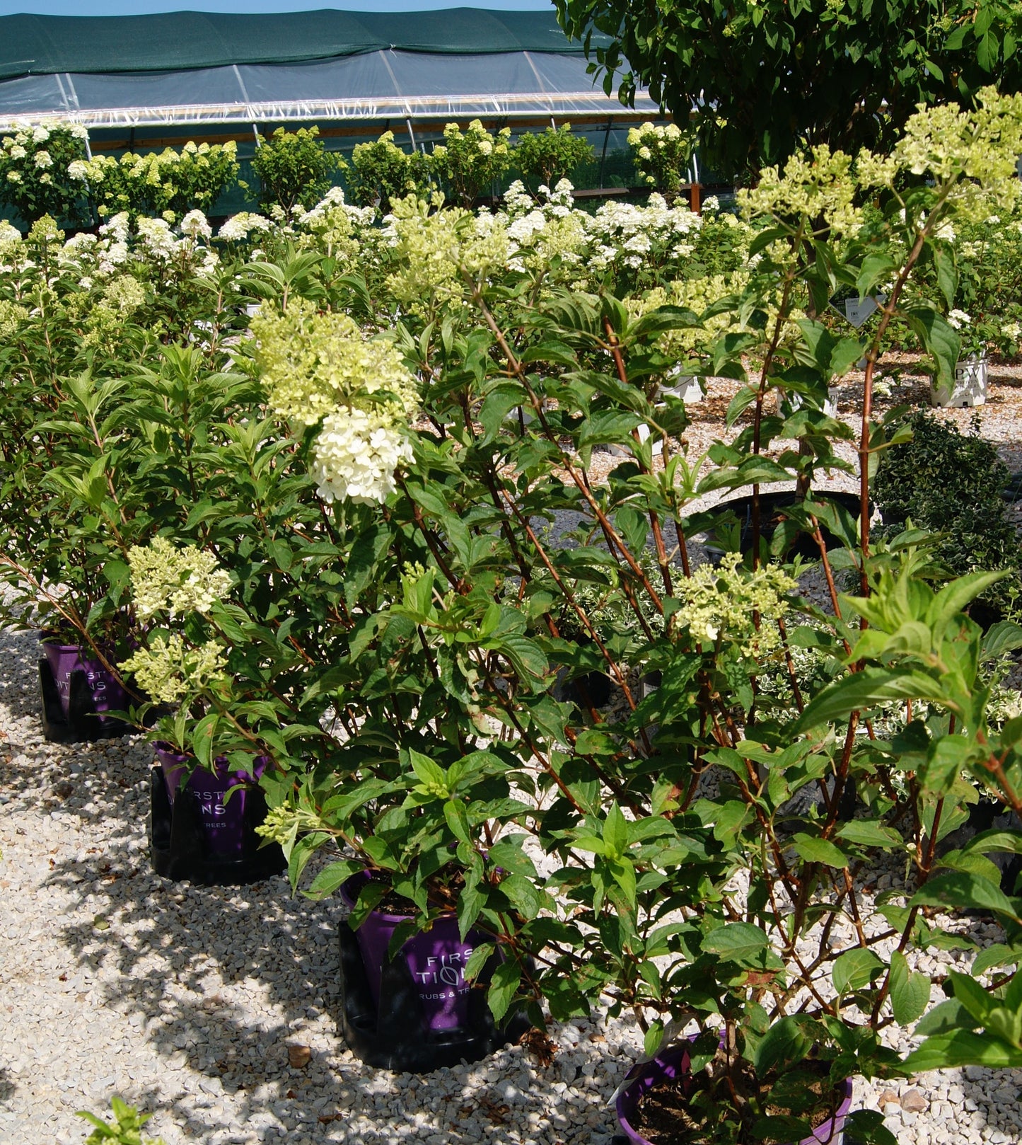 Hydrangea paniculata 'Vanilla Strawberry'