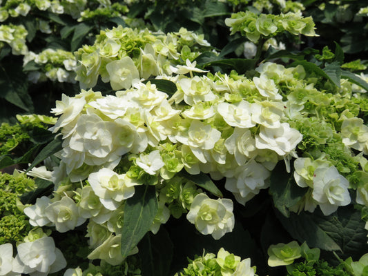 Hydrangea macrophylla 'Wedding Gown'