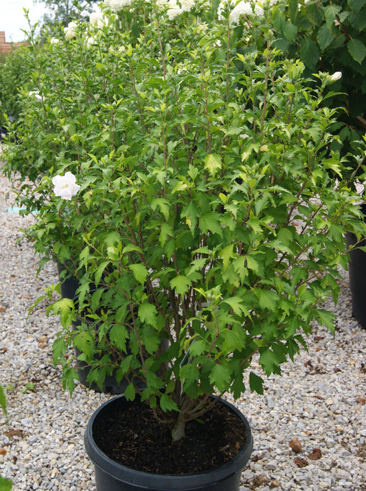 Hibiscus syriacus 'White Pillar'