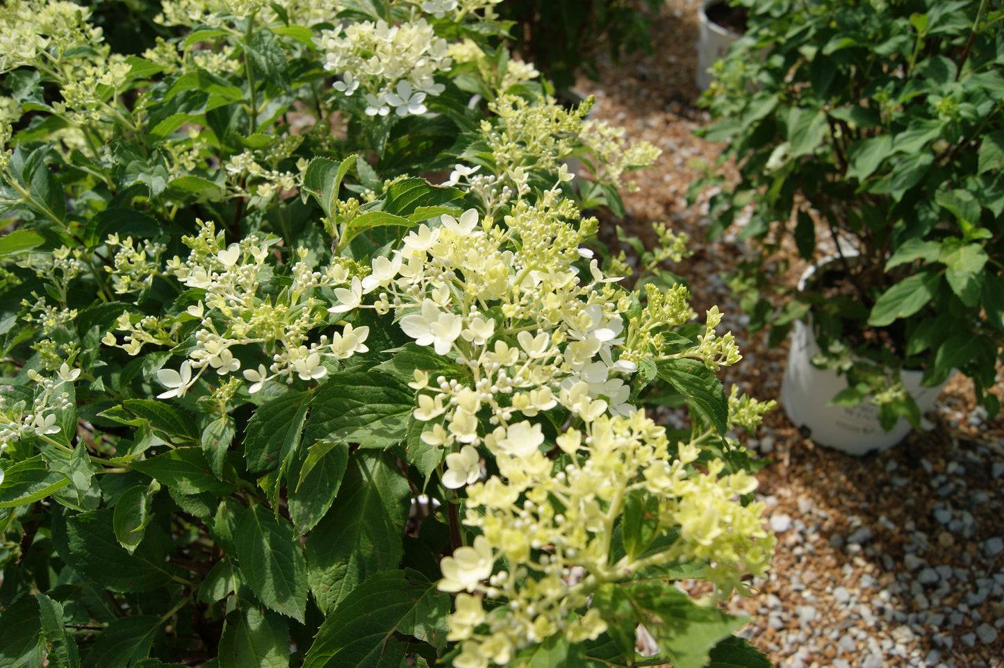 Hydrangea paniculata 'Puffer Fish'