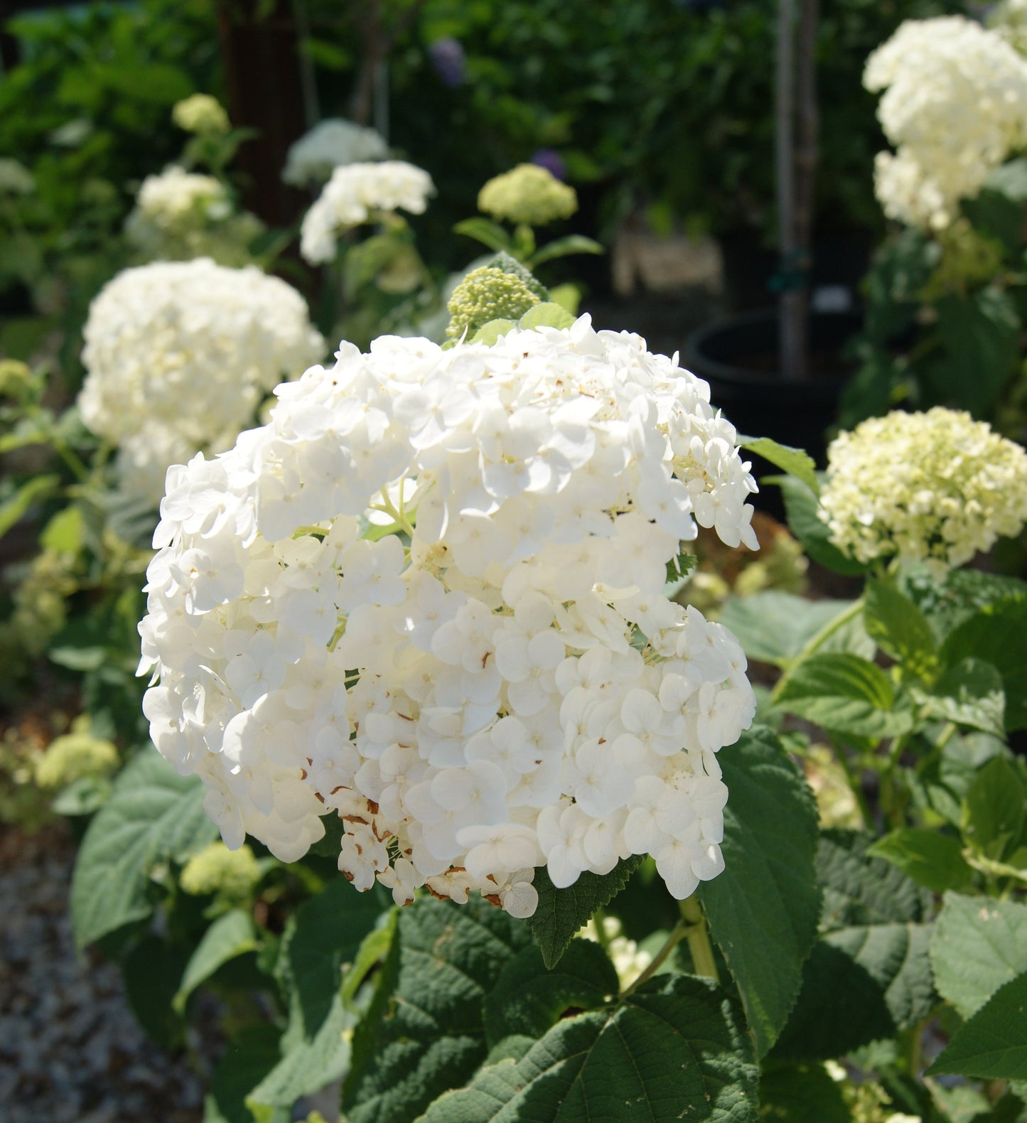 Hydrangea arborescens 'Incrediball'