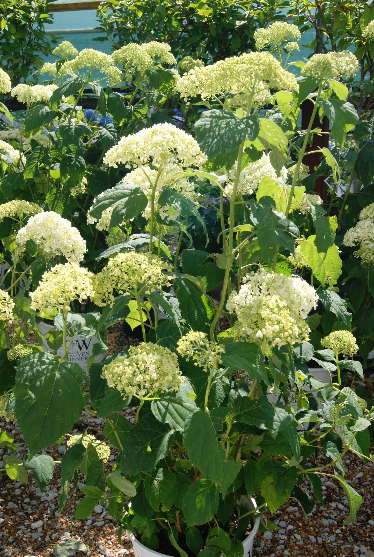 Hydrangea arborescens 'Incrediball'