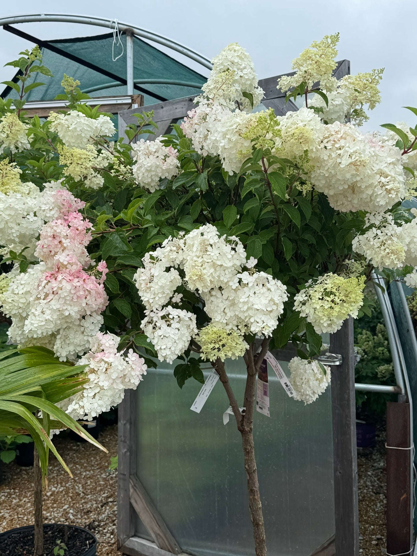 Hydrangea, Panicle 'Vanilla Strawberry' (Hydrangea) Patio Tree