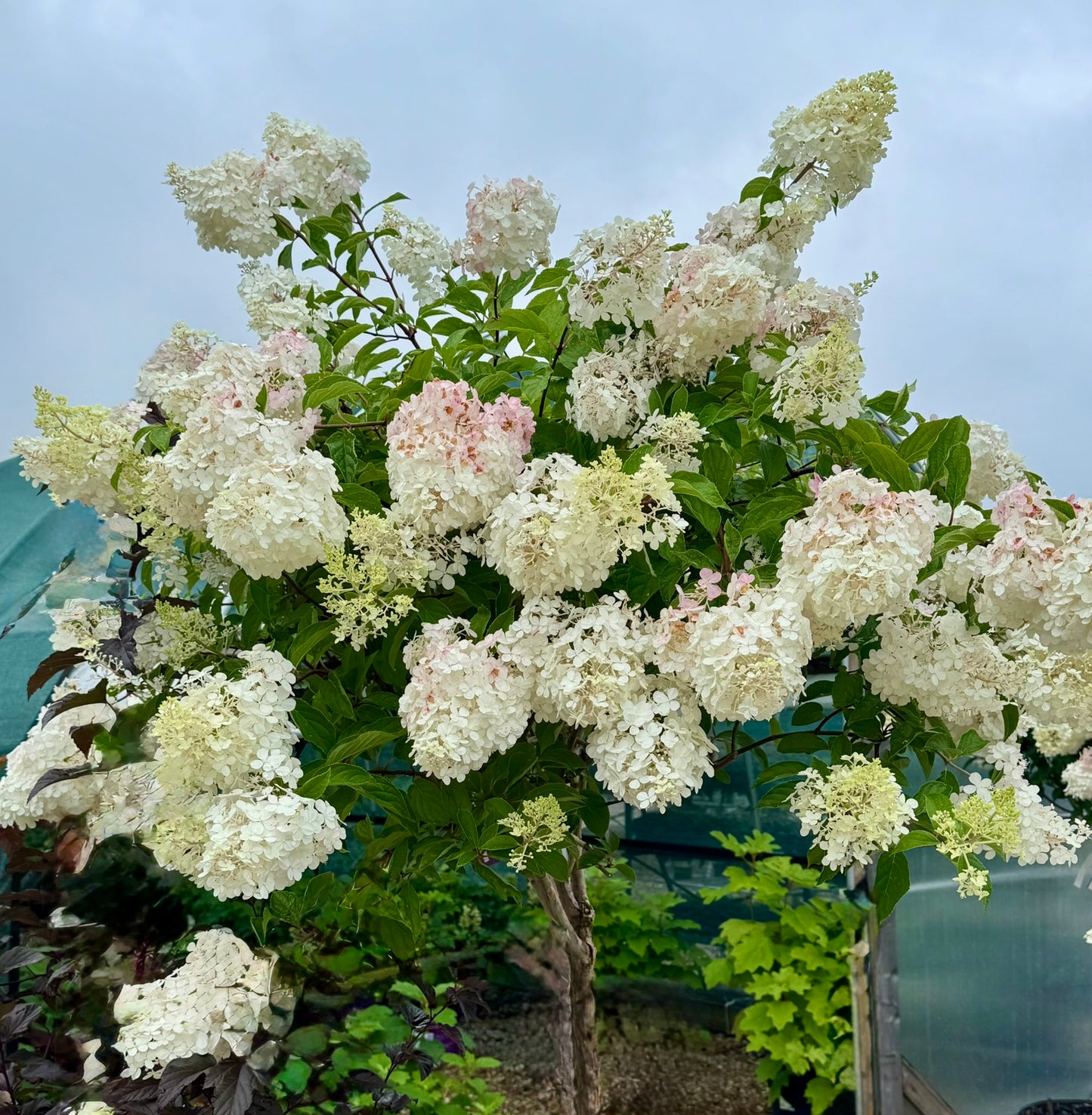 Hydrangea, Panicle 'Vanilla Strawberry' (Hydrangea) Patio Tree