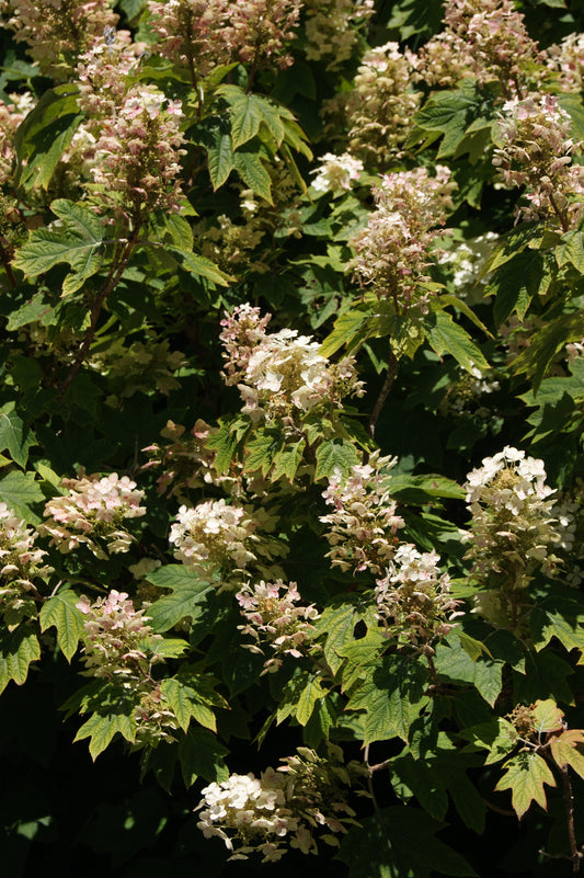 Hydrangea quercifolia 'Pee Wee'