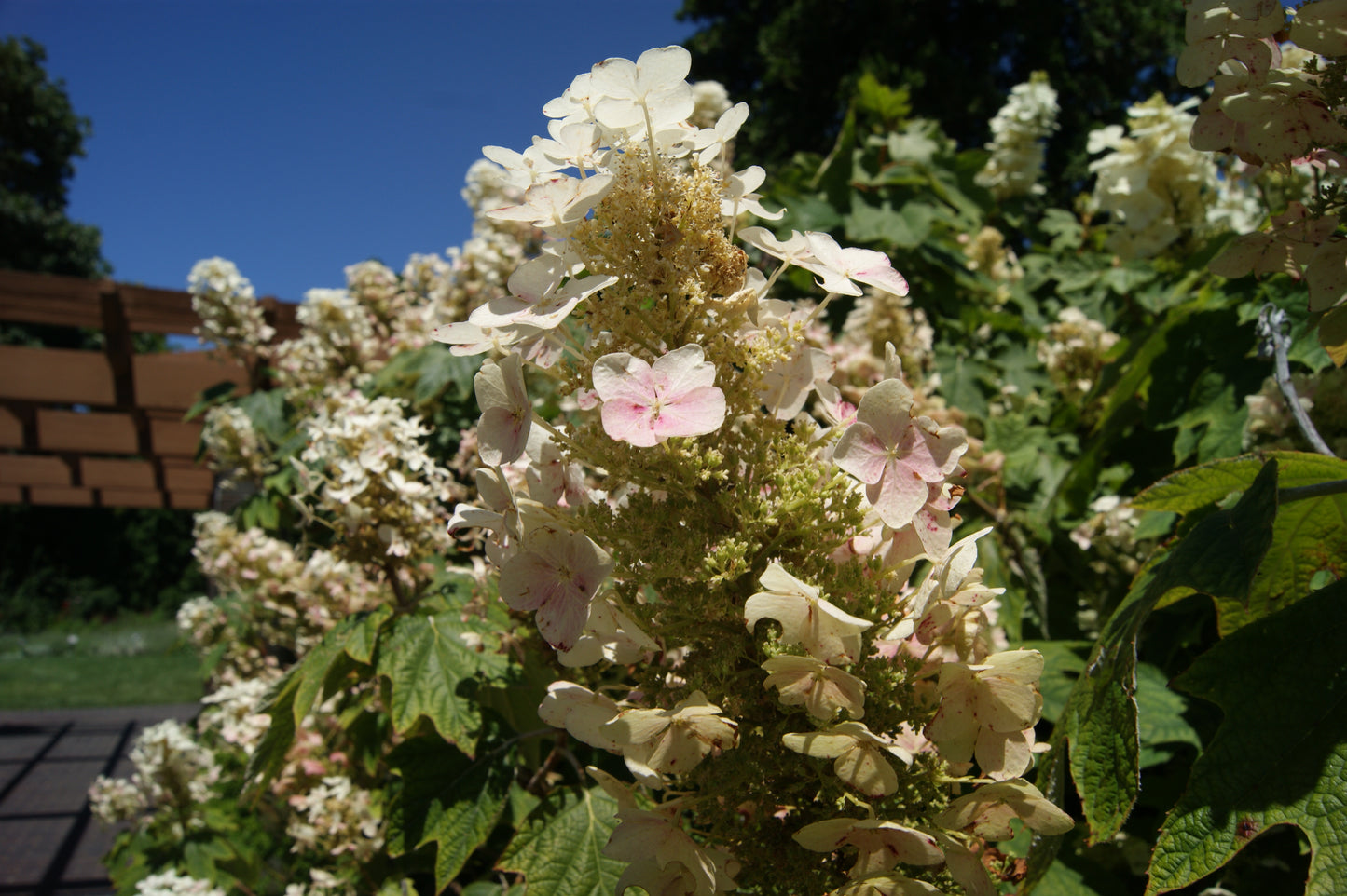 Hydrangea quercifolia 'Pee Wee'