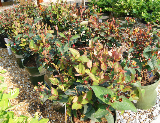 St. John's Wort, Bush 'Floral Berry Sangria' (Hypericum)