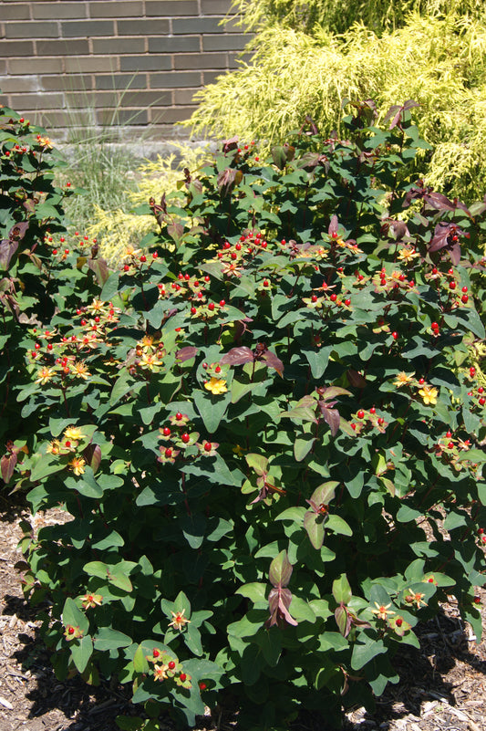 St. John's Wort, Bush 'Floral Berry Sangria' (Hypericum)
