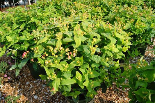 Hypericum 'Floral Berry Pinot'