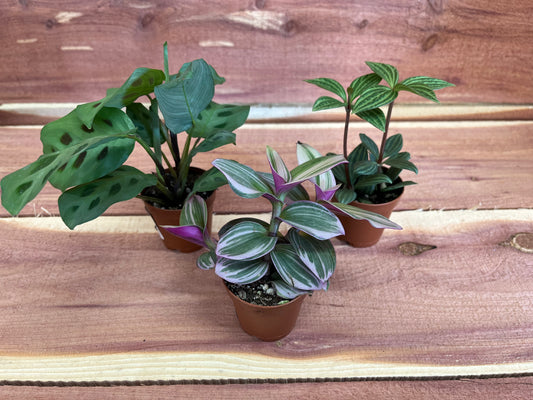 Foliage, Exotic Assorted