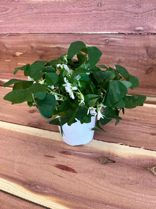 Shamrock, False Green (Oxalis)
