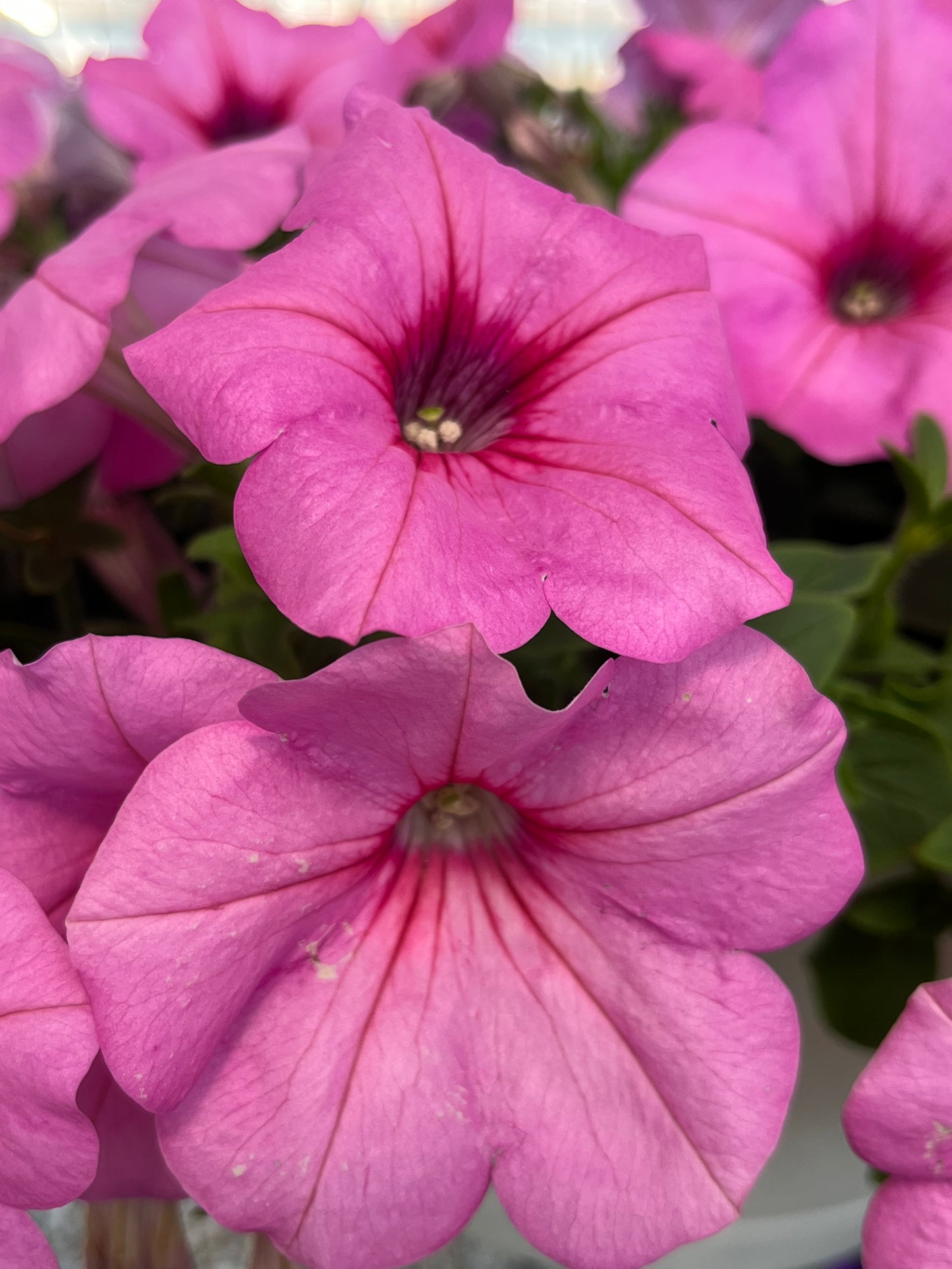 Petunia, Hybrids (Petunia)