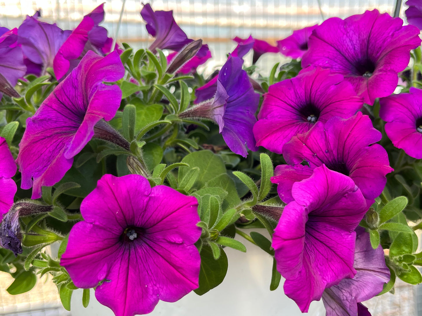 Petunia, Hybrids (Petunia)