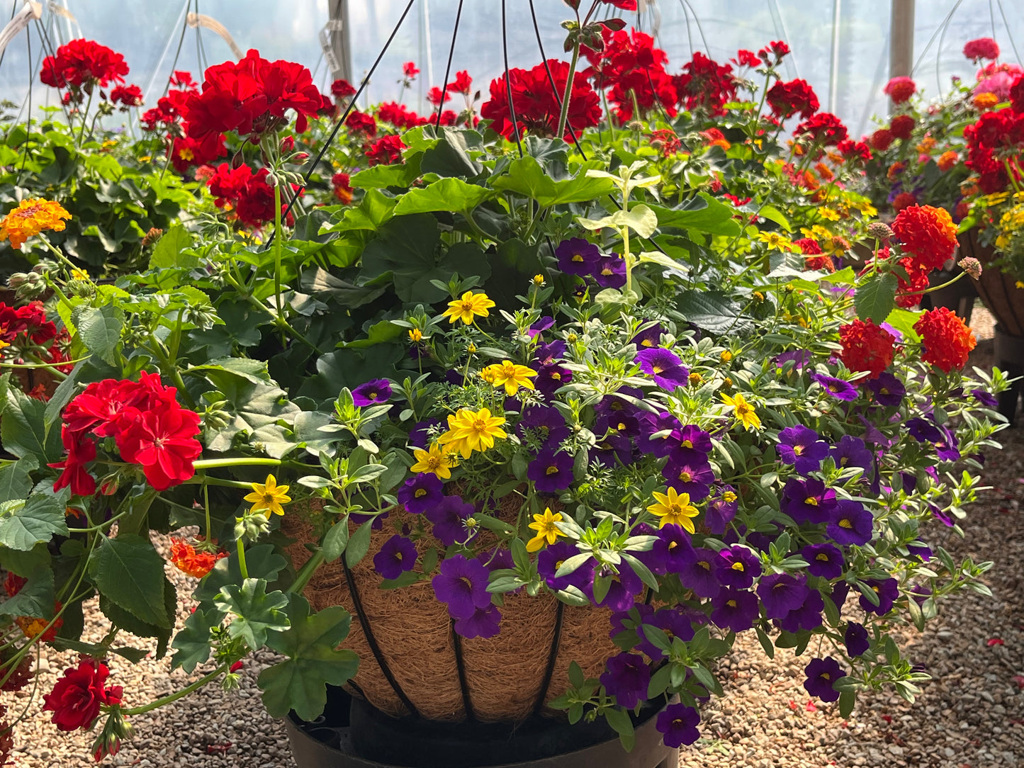 mixed hanging basket plants Hanging Basket, Flowering Combo Mix SUN – Passiglia Landscape, Nursery & Garden Center