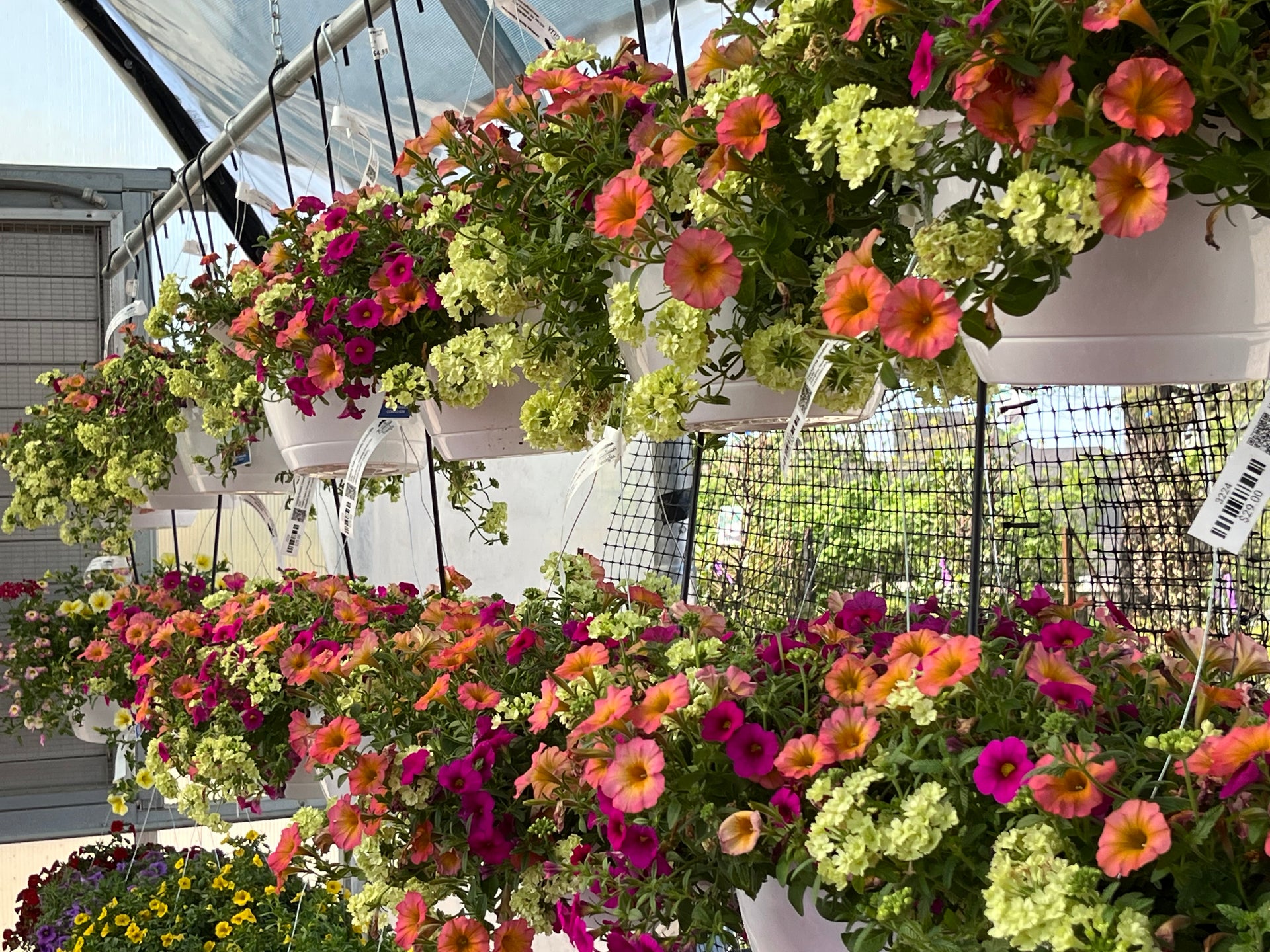 sun hanging baskets plants Hanging Basket, Flowering Combo Mix SUN – Passiglia Landscape, Nursery & Garden Center