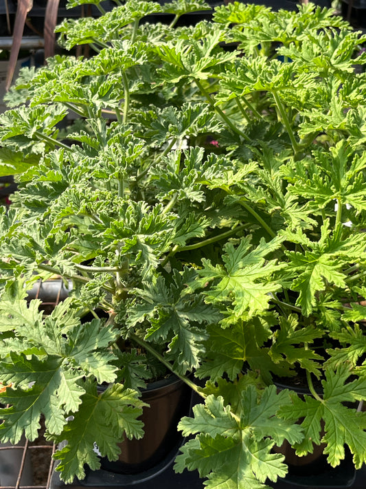 Geranium 'Citronella' (Pelargonium)