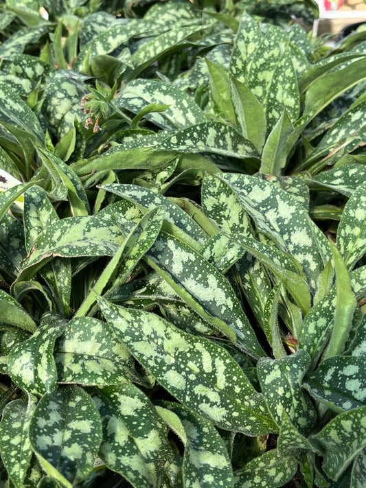 Lungwort 'Raspberry Splash' (Pulmonaria)
