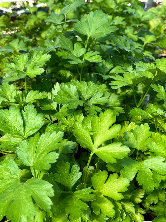 Parsley, Italian Flat-Leaf (Petroselinum)