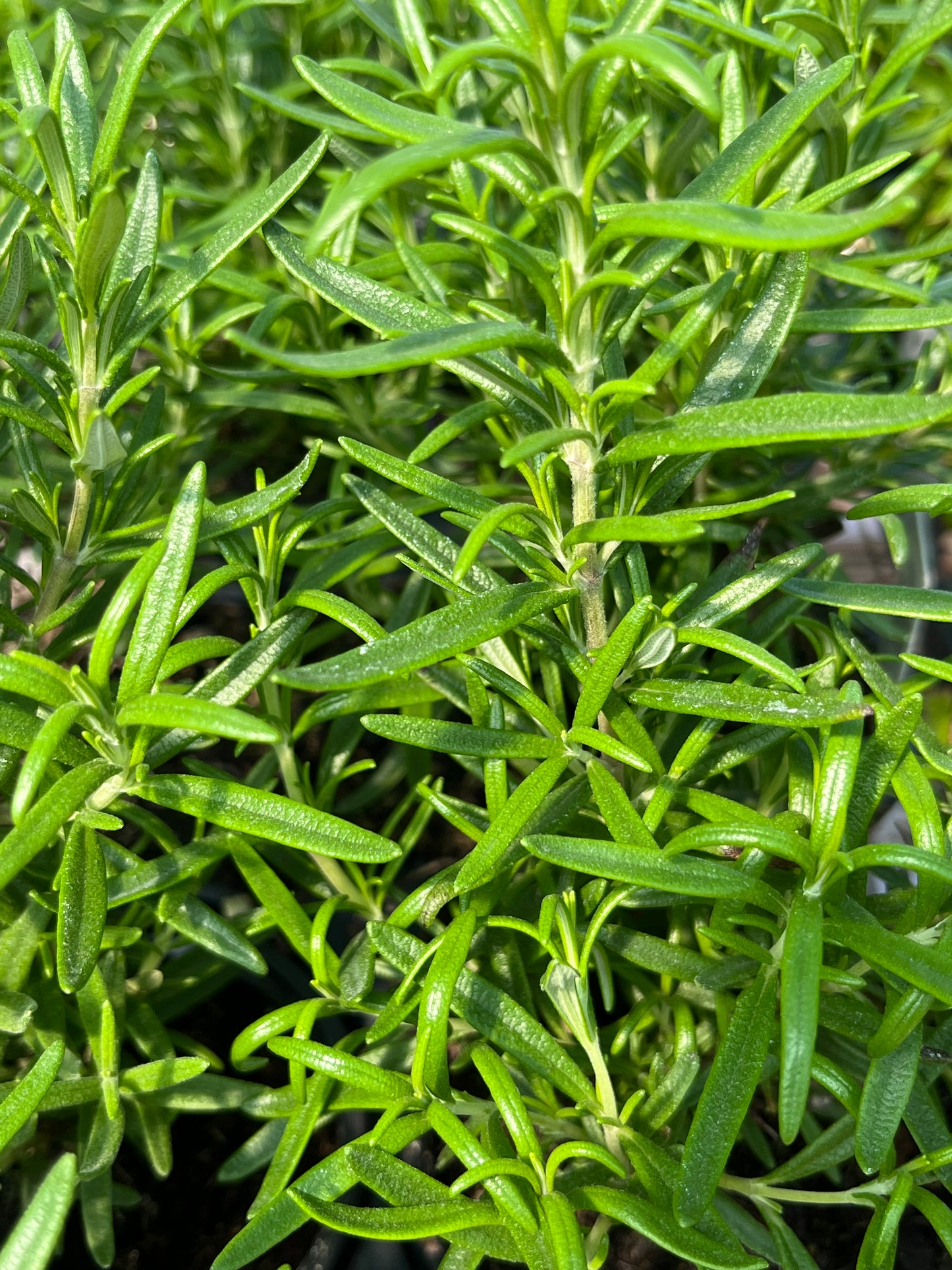 Rosemary, Garden 'Taurentius' (Rosemarinus)