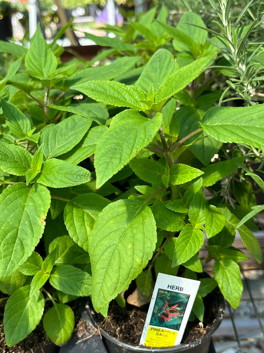 Sage, Garden Herb Pineapple (Salvia)