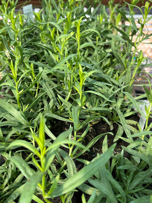 Tarragon, French 'Sativa' (Artemisia)
