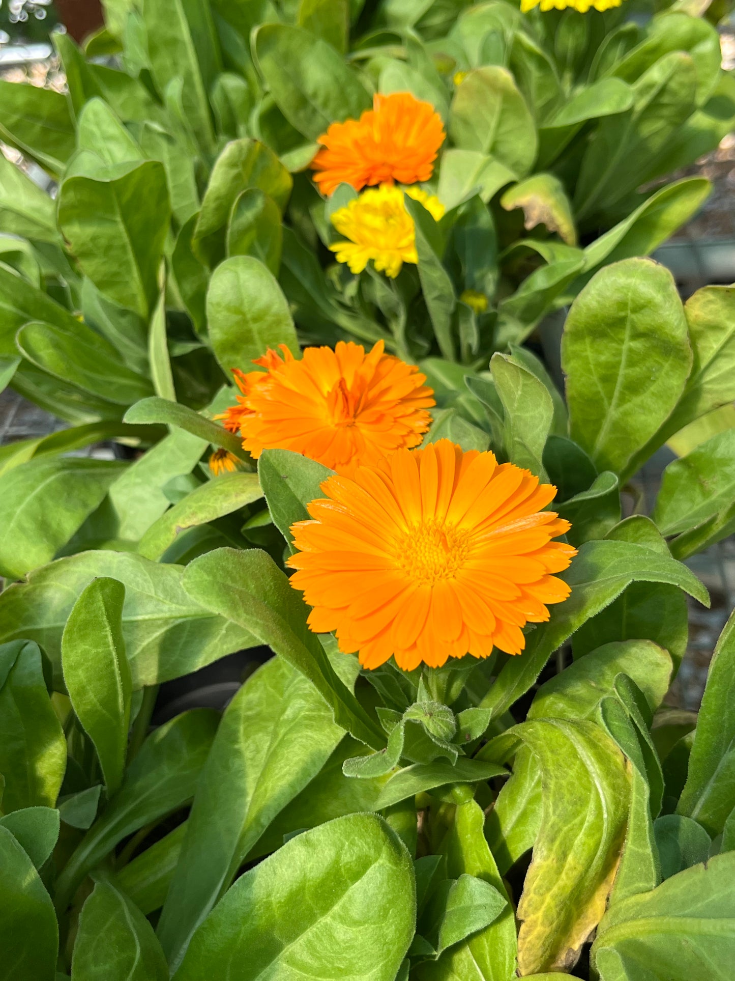Marigold, Pot (Calendula)