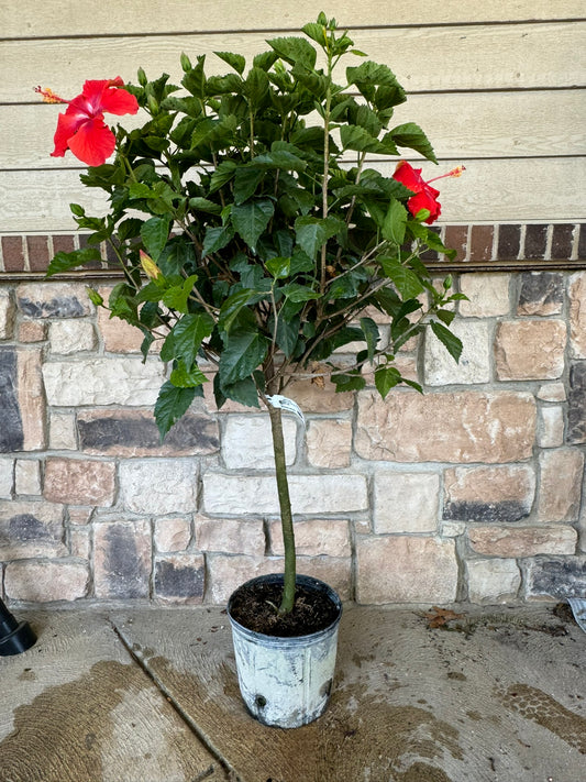 Hibiscus rosa-sinensis