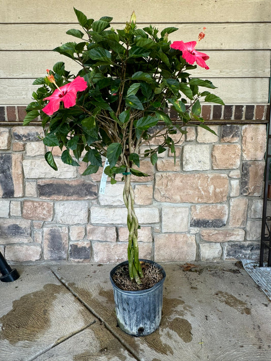 Hibiscus rosa-sinensis