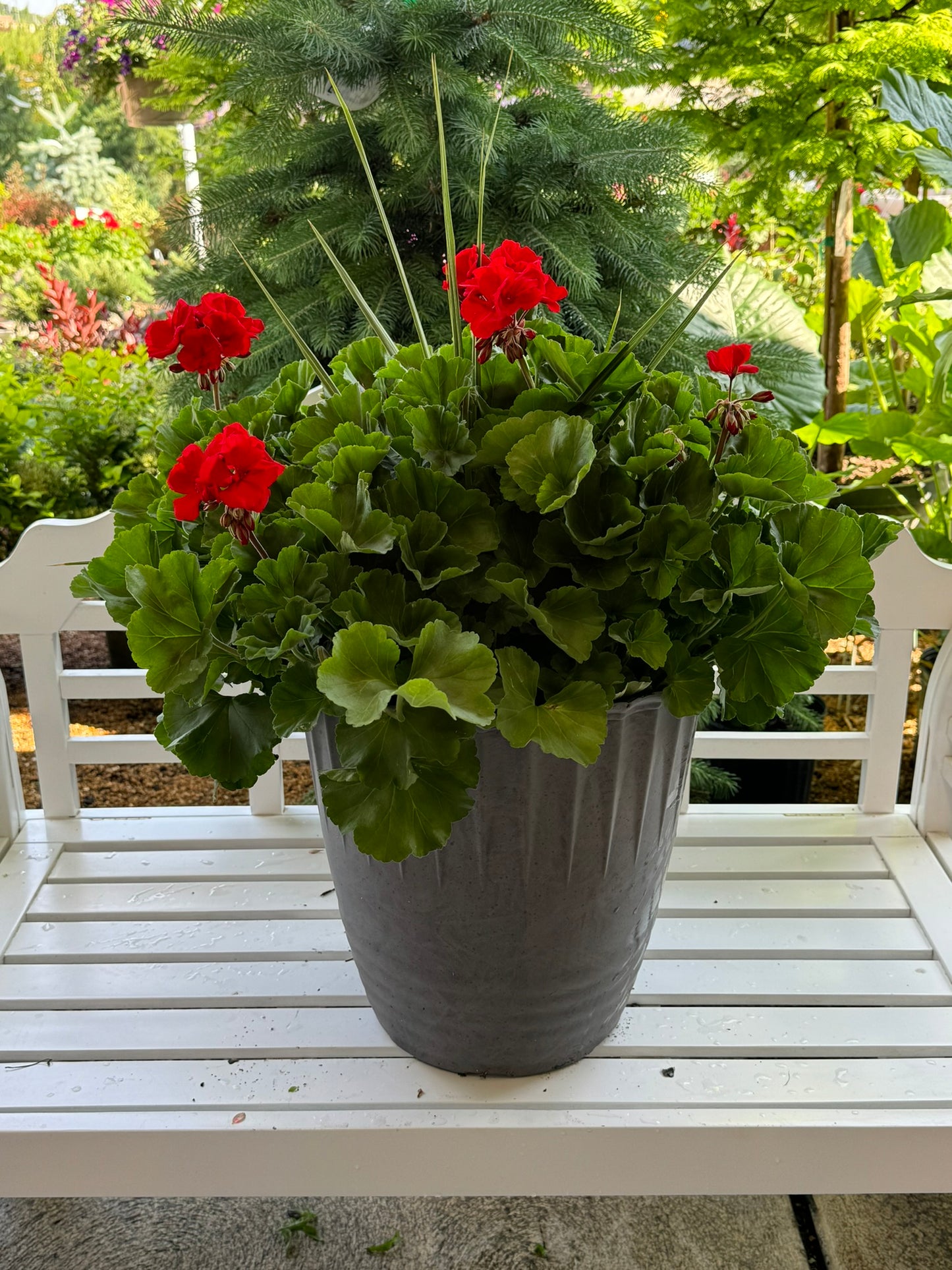 Pelargonium zonale