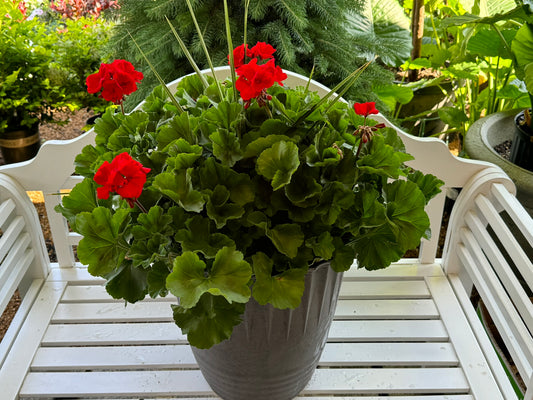 Pelargonium zonale