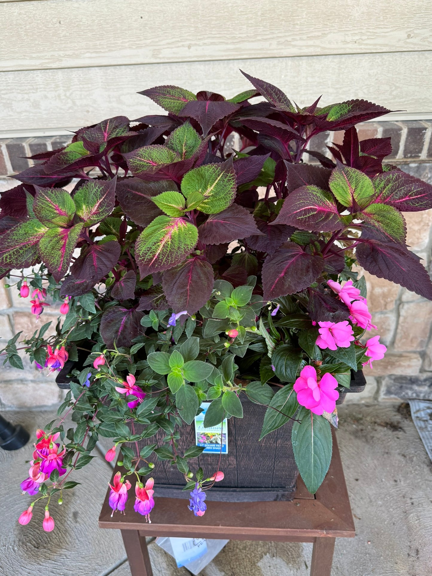 Combo, Variety Planter Mix -SHADE