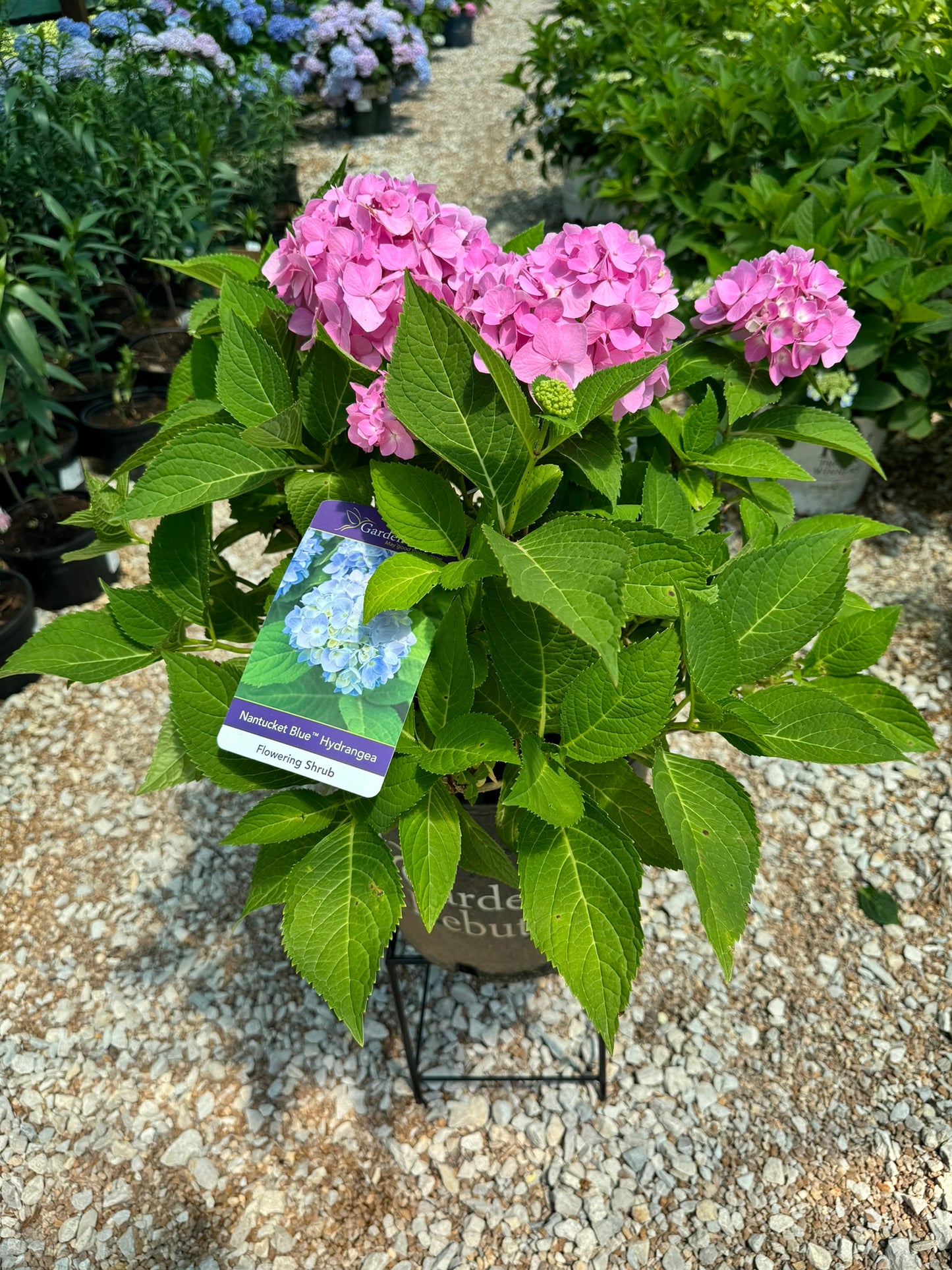 Hydrangea macrophylla 'Nantucket Blue'