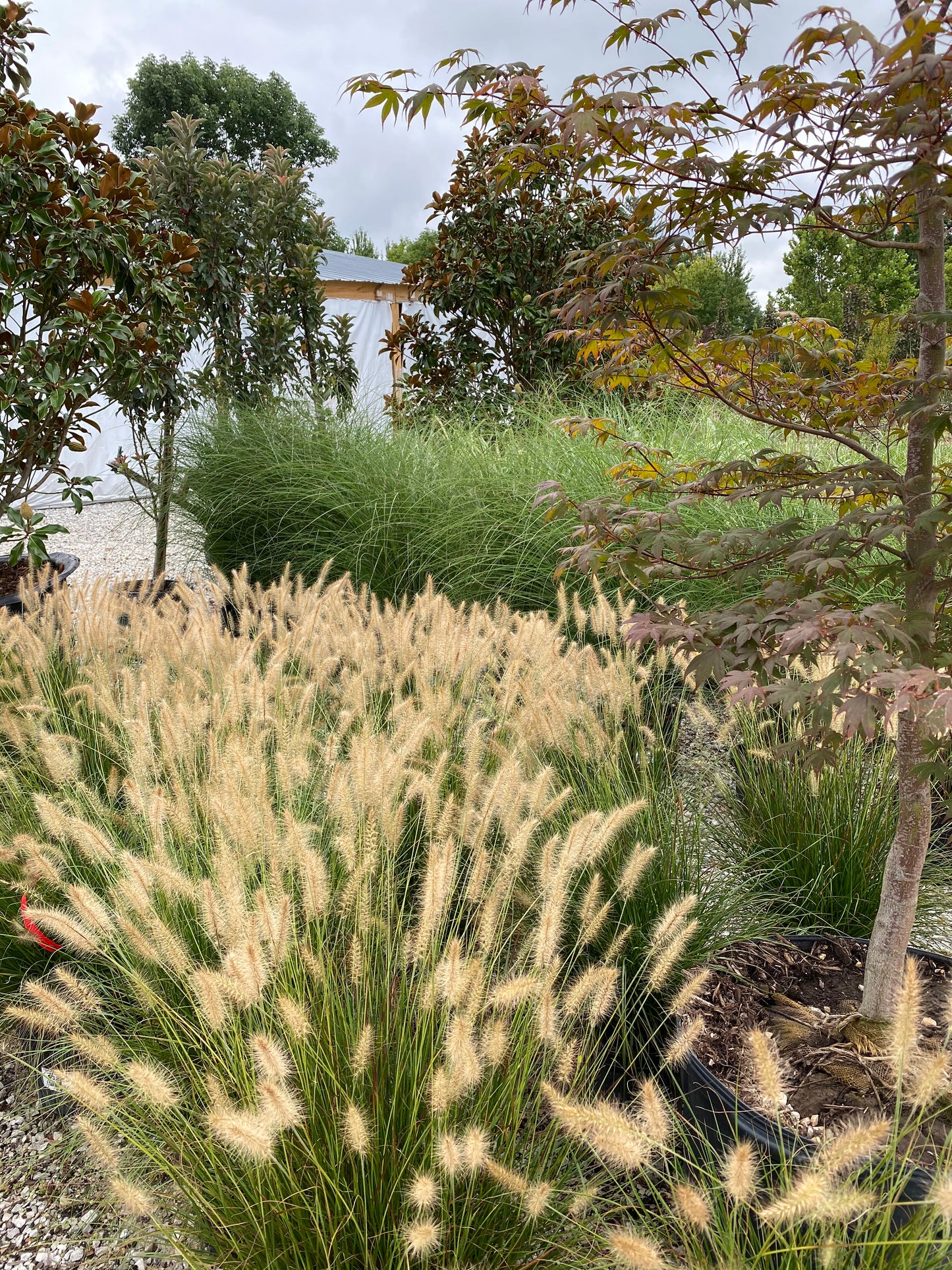 Pennisetum alopecuroides 'Hameln'