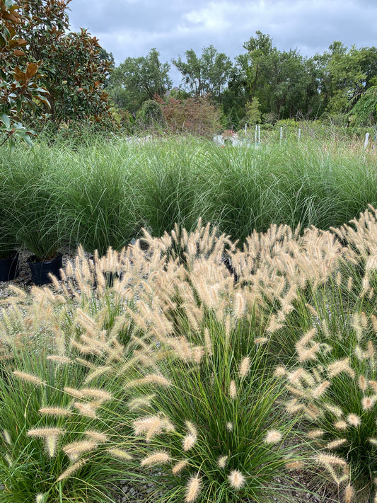 Grass, Fountain Dwarf 'Hameln' (Pennisetum)