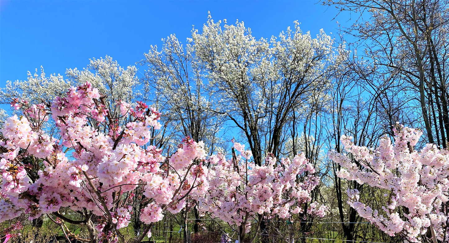 Prunus x y. 'Akebono'