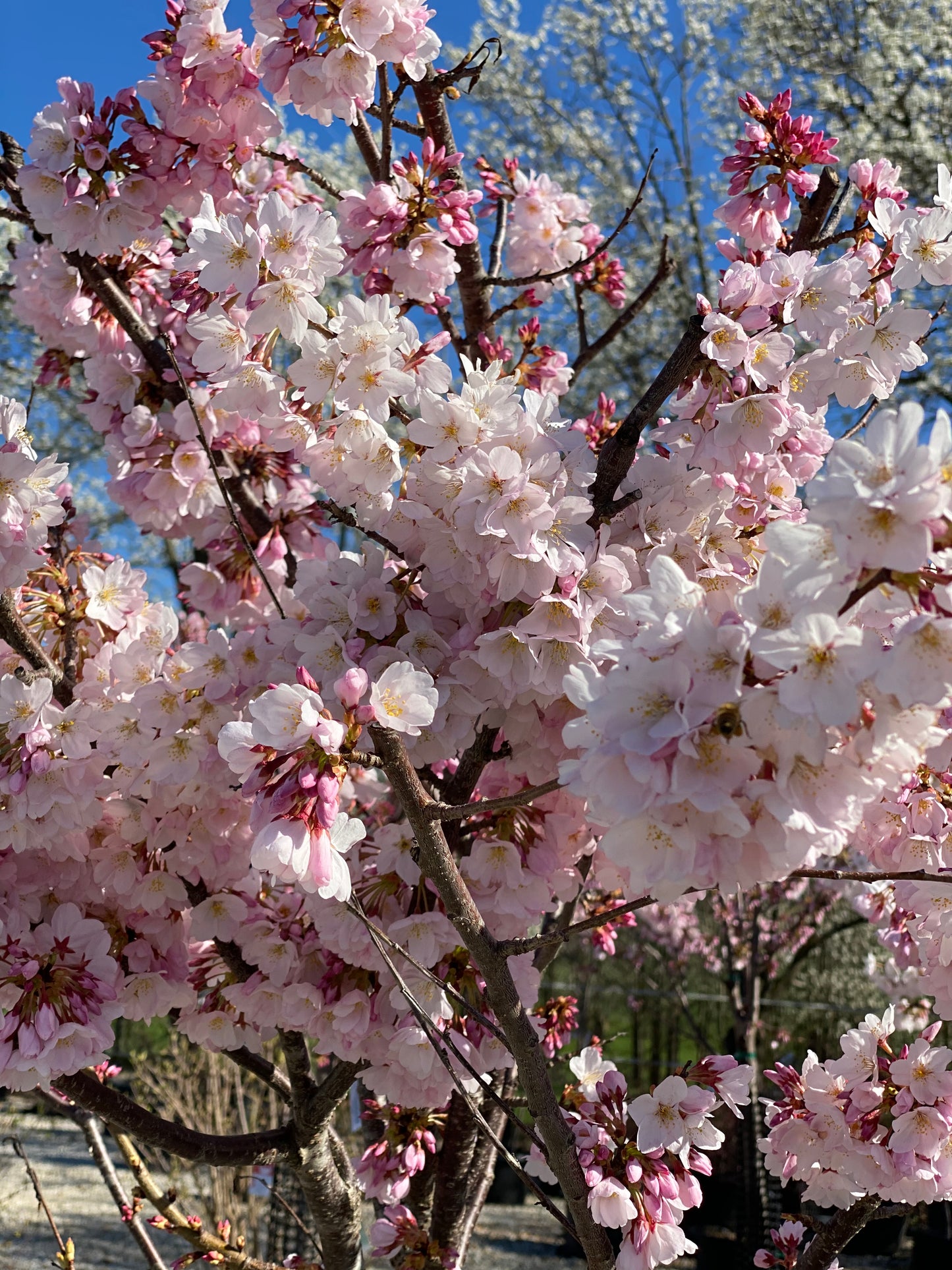 Prunus x y. 'Akebono'