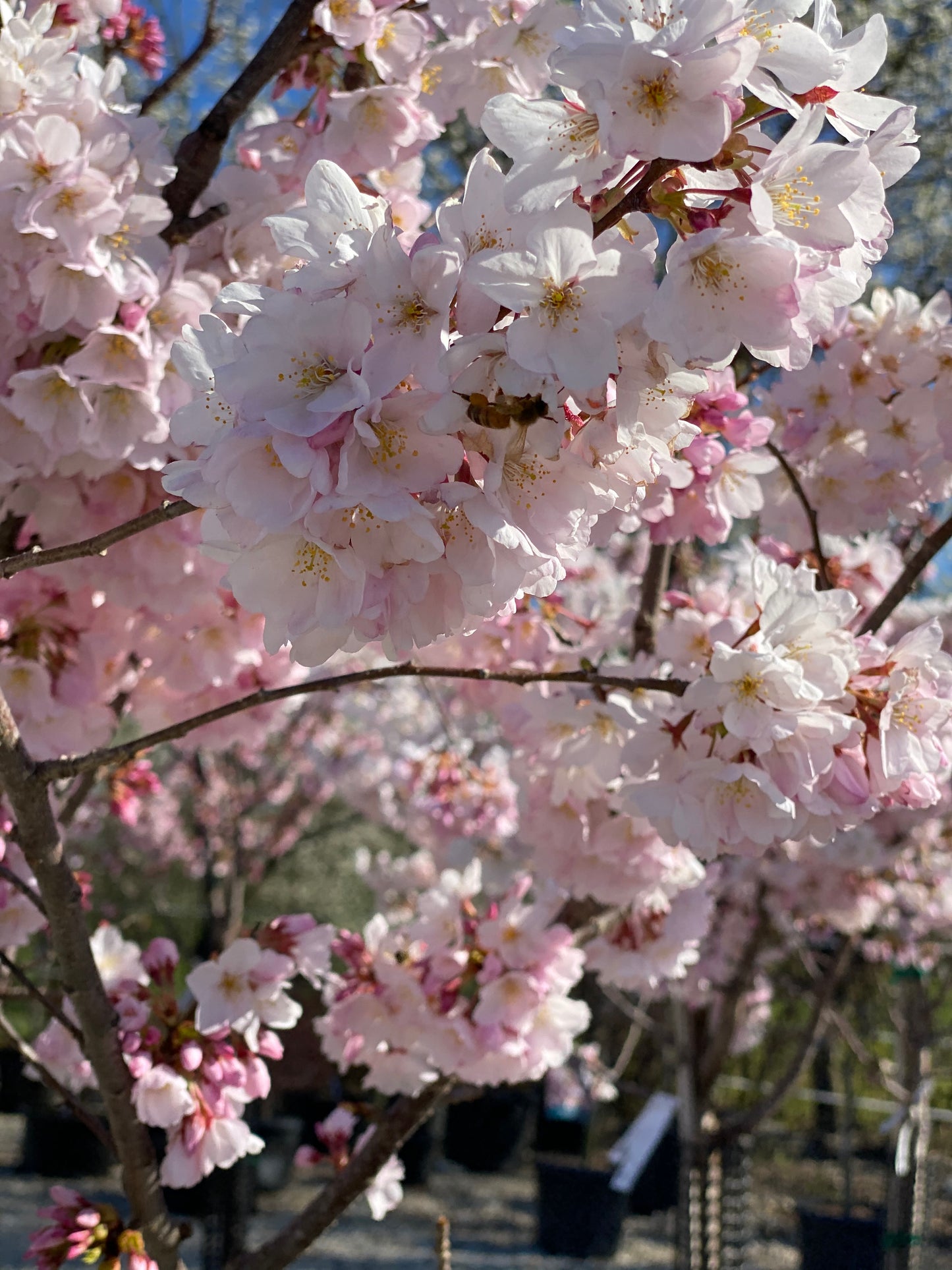 Prunus x y. 'Akebono'