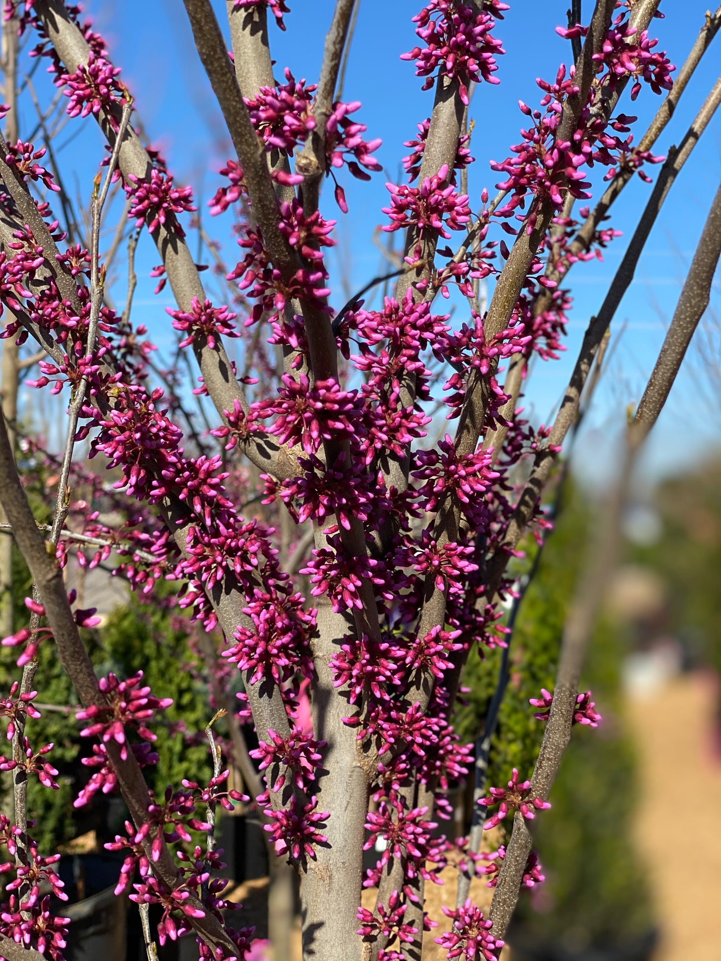 Redbud, Eastern 'Forest Pansy' (Cercis)