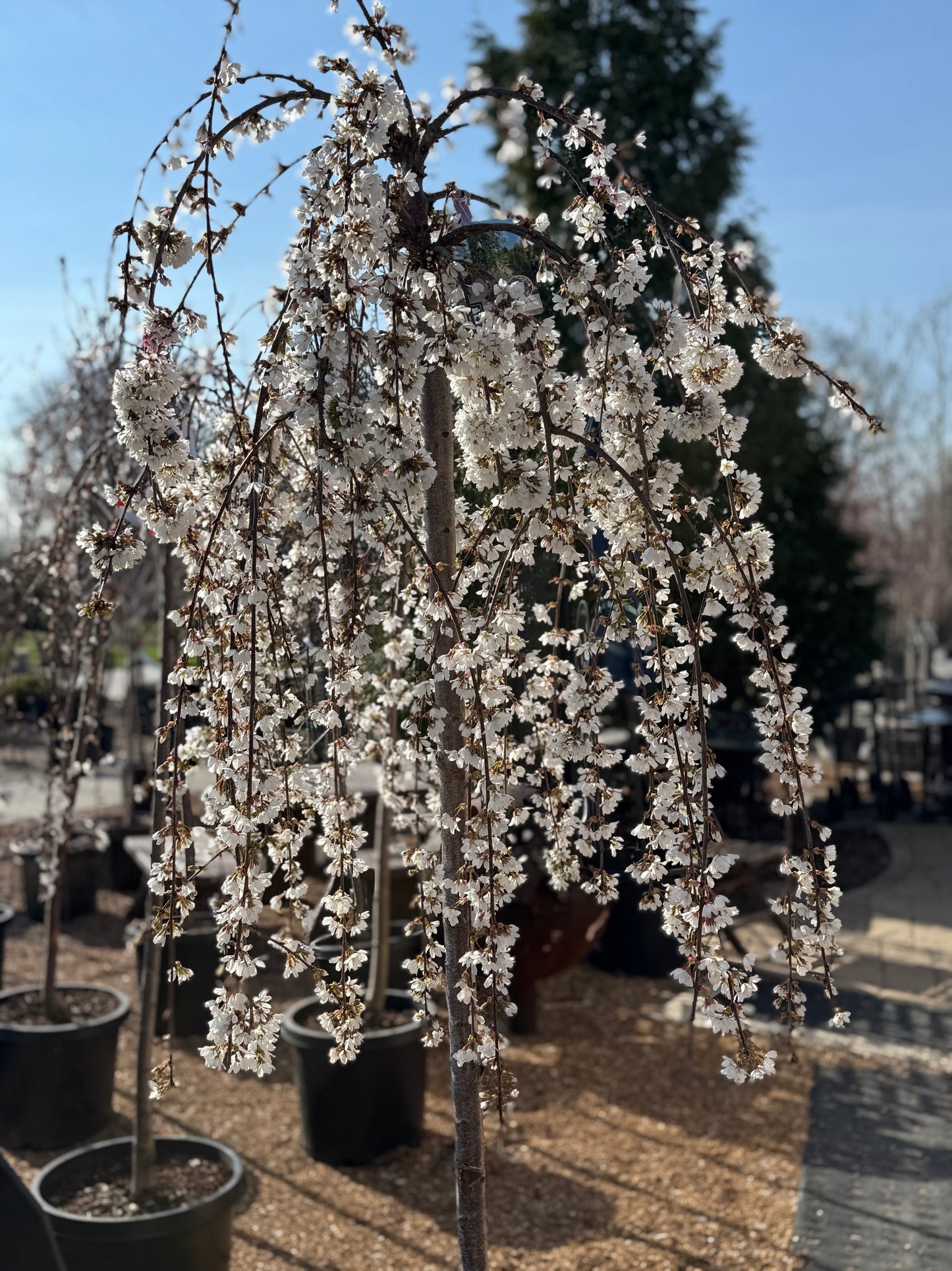 Cherry, Higan Weeping 'Snow Fountain' (Prunus) Patio Tree
